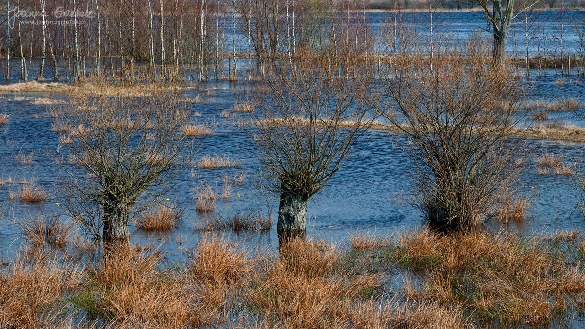 036_Biebrza - kwiecien 2013.jpg